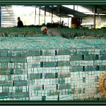 GREEN SUKABUMI STONE ALOR