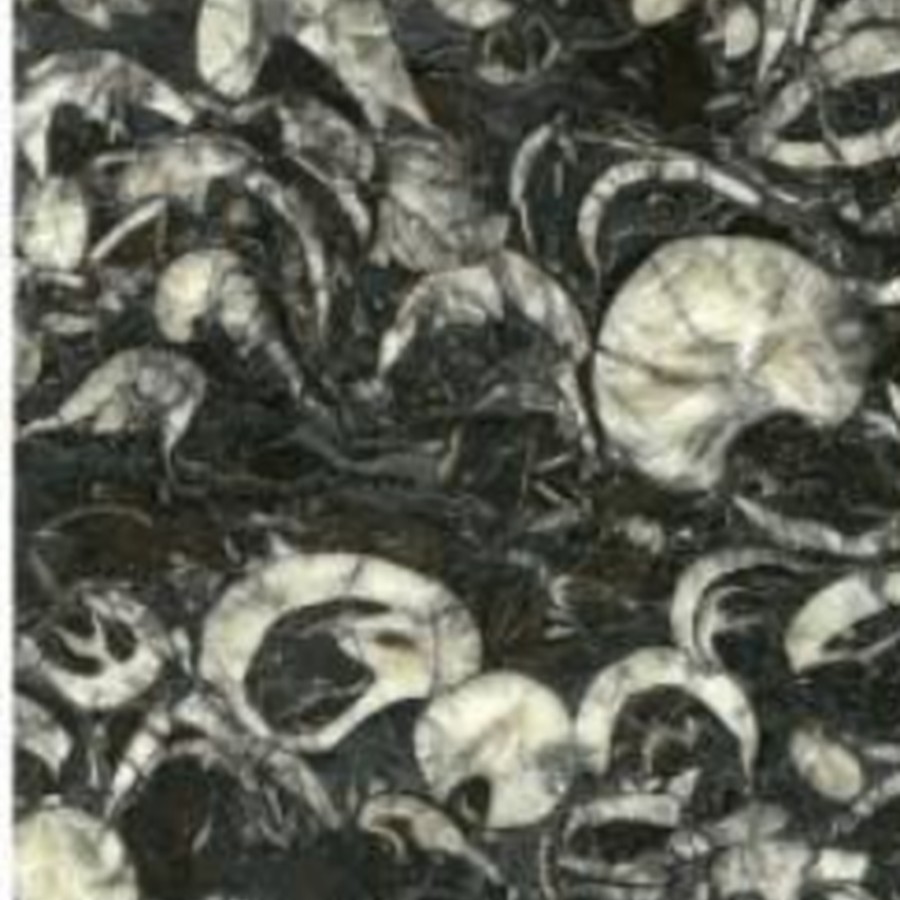 Catalog import image: JUNHENG-BLACK-FOSSIL-MARBLE