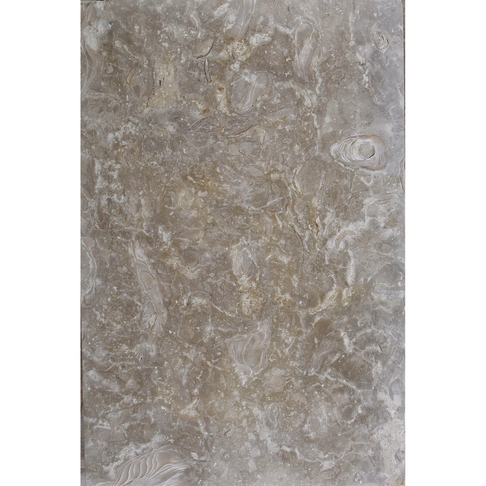Ocean Reef Shellstone – Brushed 60 Grit